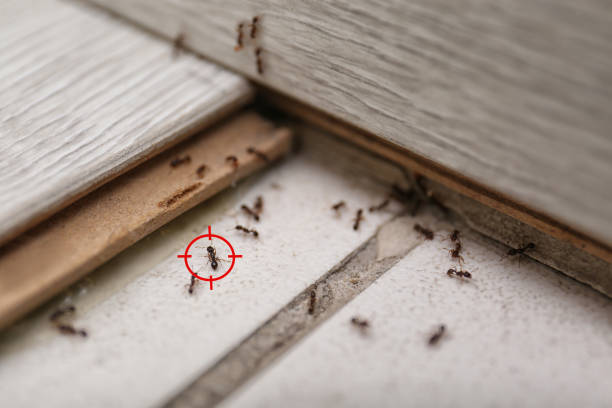 Best Commercial Pest Control Services  in Odenville, AL