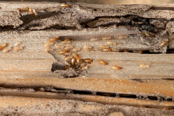 Best Best Pest Control Companies  in Odenville, AL