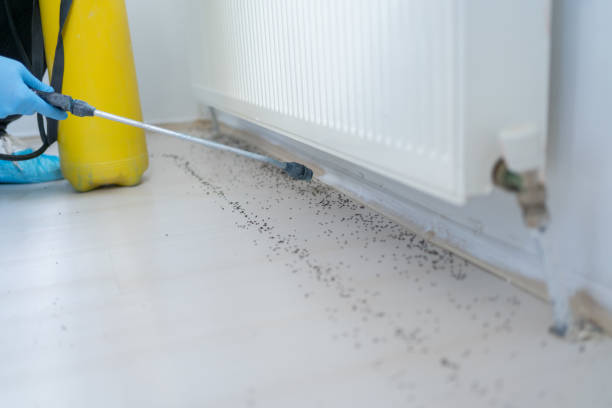 Best Affordable Pest Control Services  in Odenville, AL